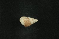 藏品(沼螺)的圖片